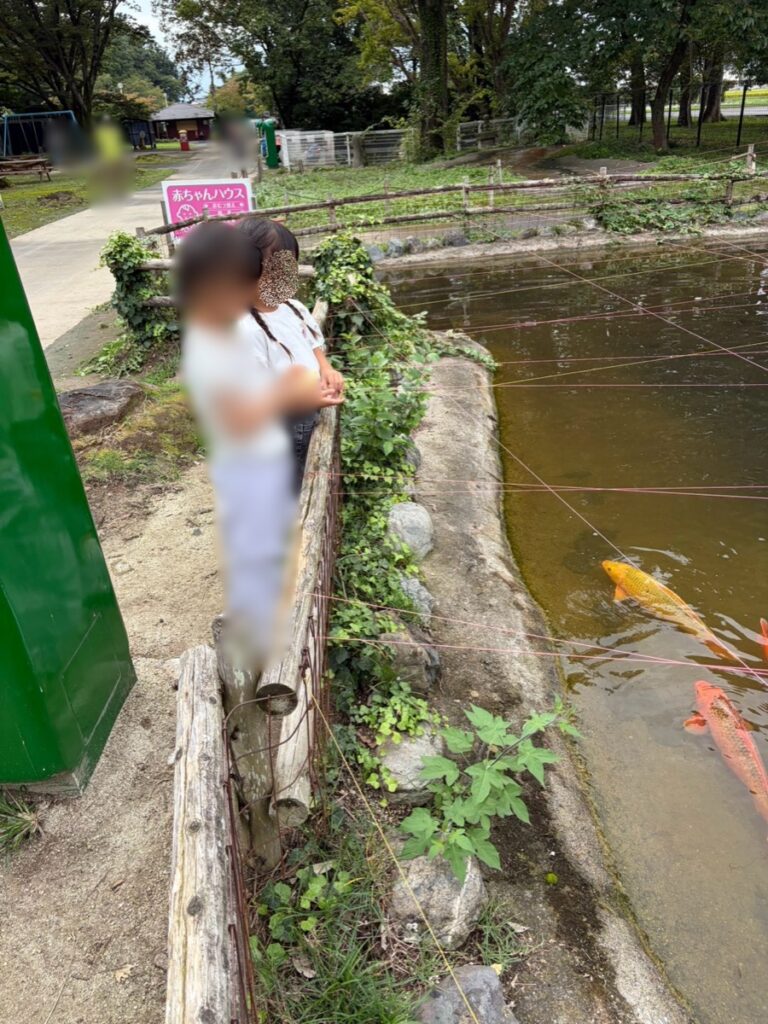 池の鯉を夢中で見る子がめ